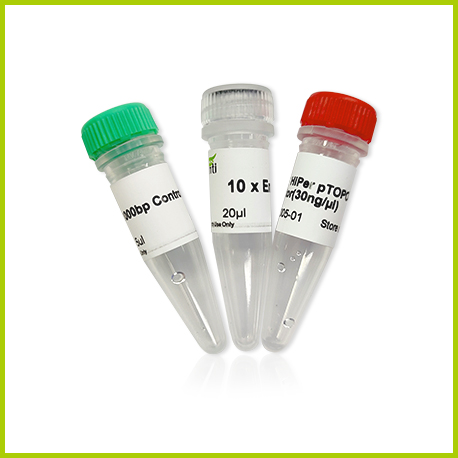 AFT pTOPO-TA Cloning Kit  