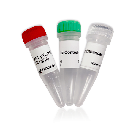 AFT pTOPO-Blunt Cloning Kit 