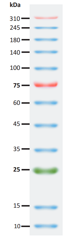 AFT SuperRange Prestained Protein Ladder (10-310 kDa) 超宽范围预染蛋白marker